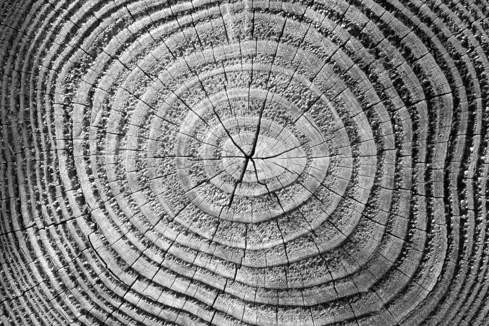 tree rings